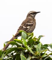thumb_Long-Tailed Mockingbird